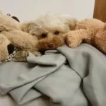 Buonanotte dal tuo barboncino del cuore