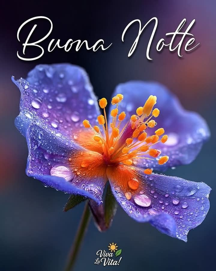 notte stellata immagini buonanotte